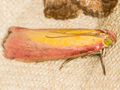 Oncocera semirubella